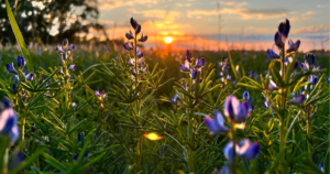 Sonnenuntergang über einer blühenden Wiese im Gegenlicht